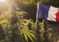 Cannabis thérapeutique en France : le grand virage de 2025