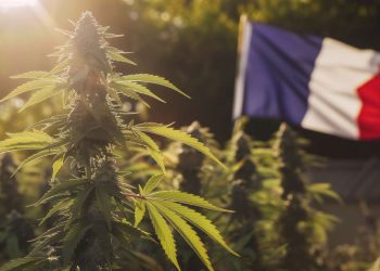 Cannabis thérapeutique en France : le grand virage de 2025