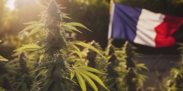 Cannabis thérapeutique en France : le grand virage de 2025