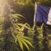 Cannabis thérapeutique en France : le grand virage de 2025