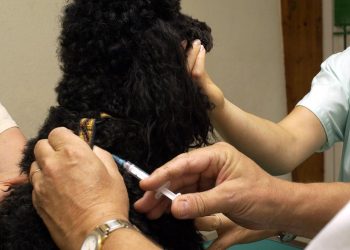 Assurance pour animaux : un secteur en plein essor entre 10 et 70 euros par mois, mais gare aux pièges cachés