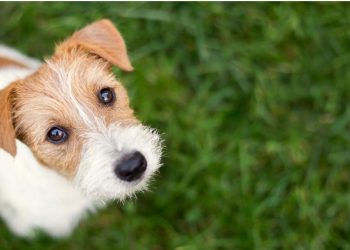 Une mutuelle chien « tous risques » garantit-elle une prise en charge complète à 100 % ?