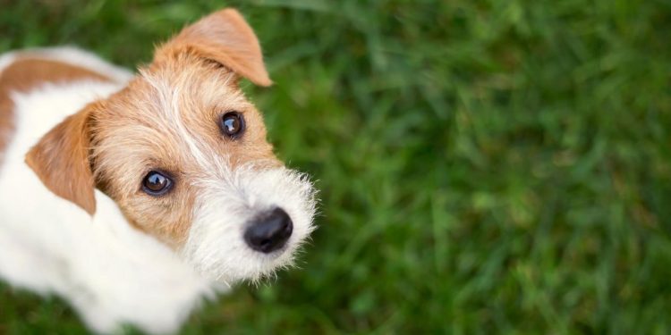 Une mutuelle chien « tous risques » garantit-elle une prise en charge complète à 100 % ?